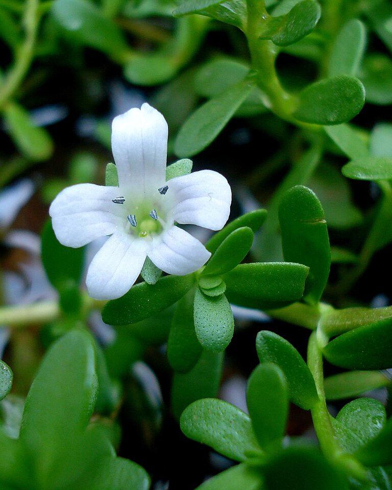 Brahmi Focus Capsules