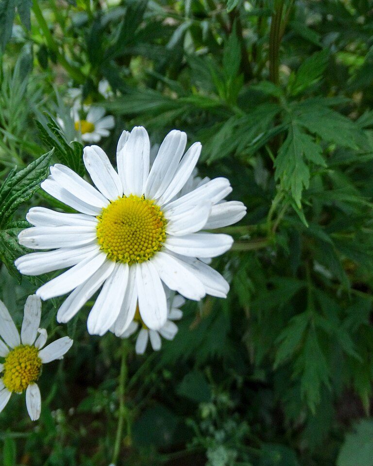 Chamomile Calm Blend