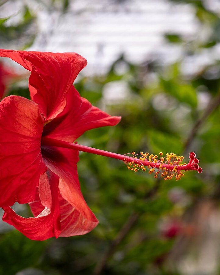 Hibiscus & Henna Hair Mask