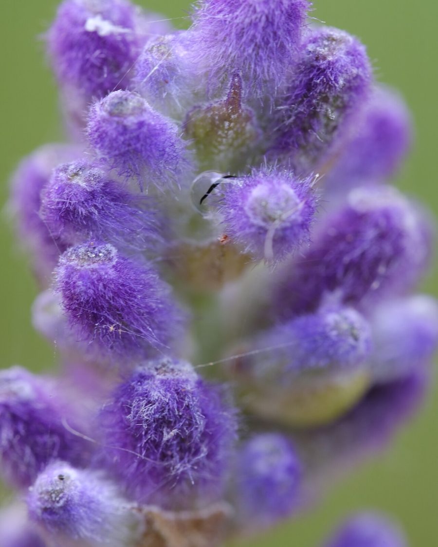 Lavender Essential Oil