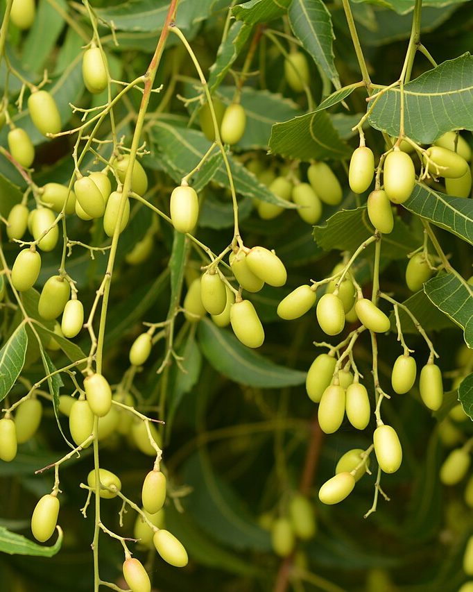 Neem & Tulsi Purifying Face Pack