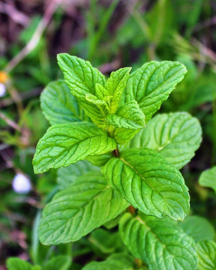 Peppermint Essential Oil