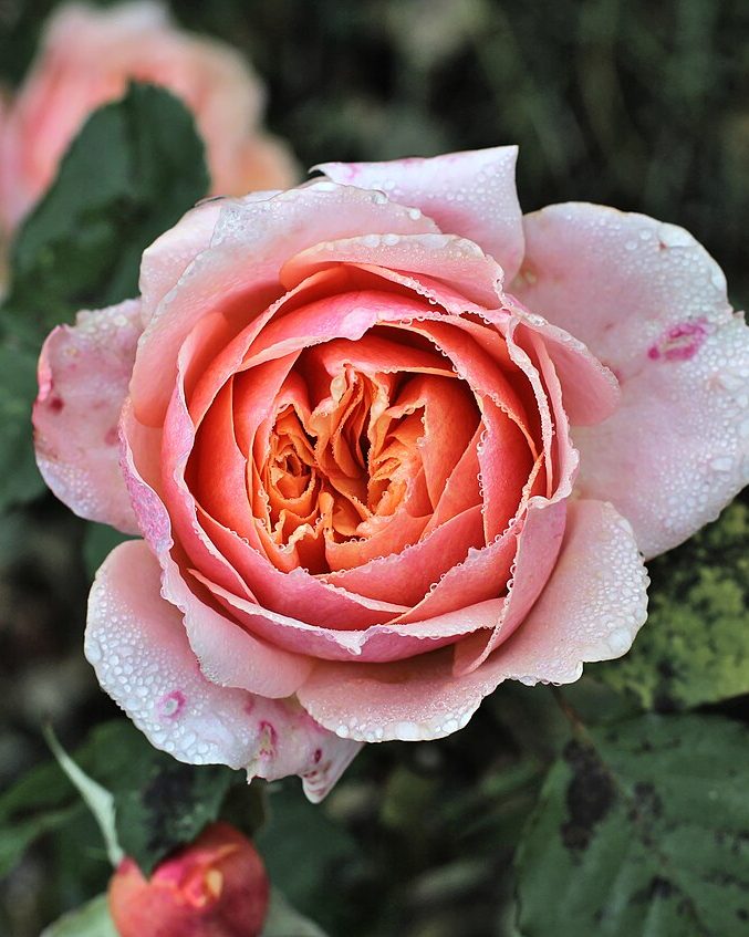 Pure Rose Water Mist