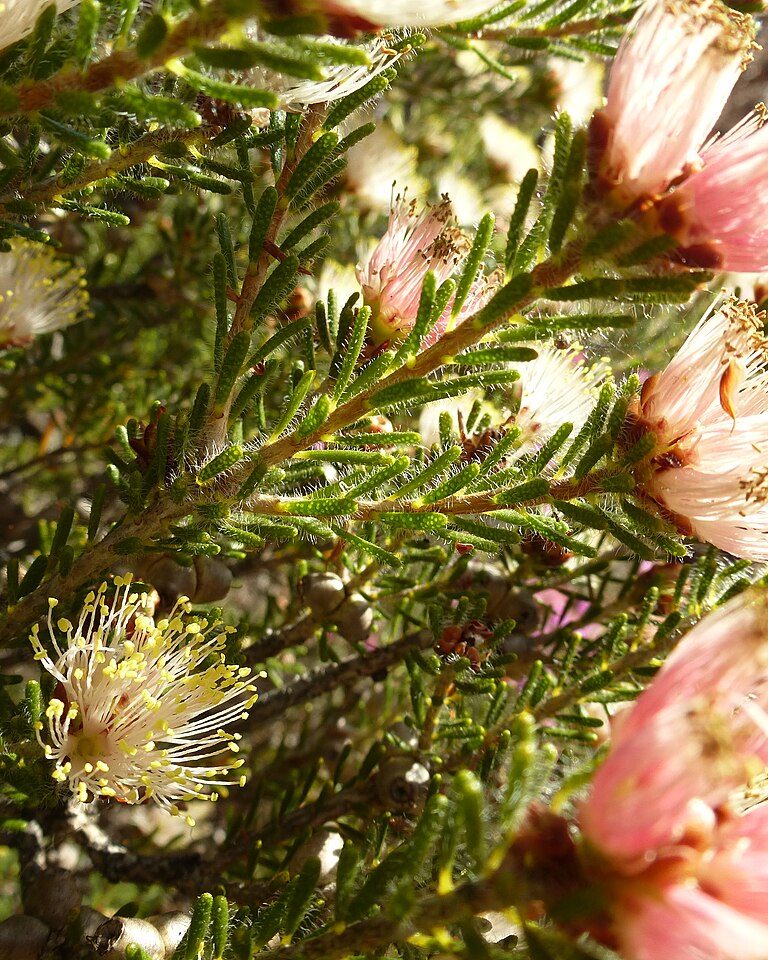 Tea Tree Essential Oil