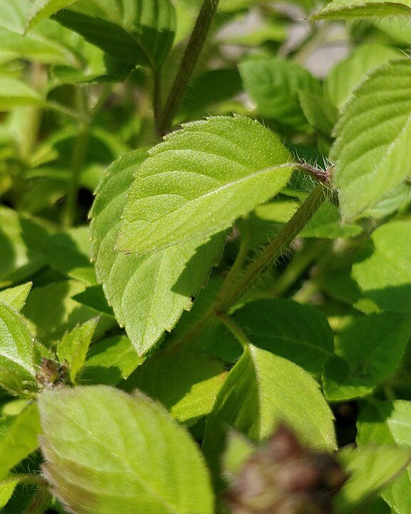 Tulsi Green Tea